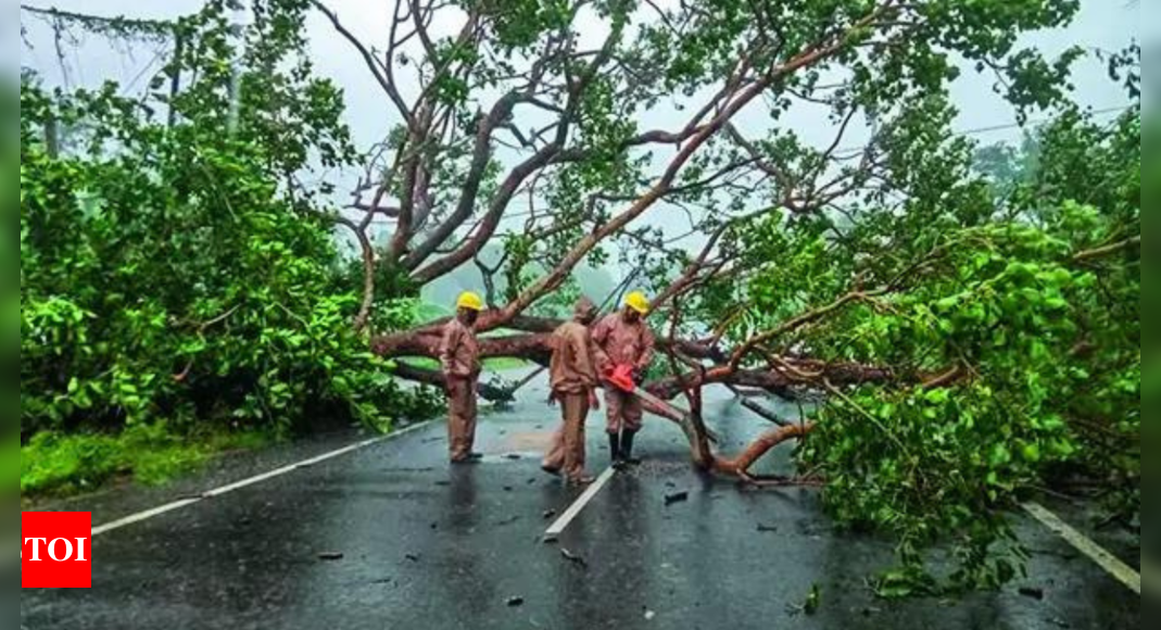 दो प्रतिचक्रवात, मैंग्रोव वन ने ओडिशा को चक्रवात दाना के प्रकोप से बचाया | भारत समाचार