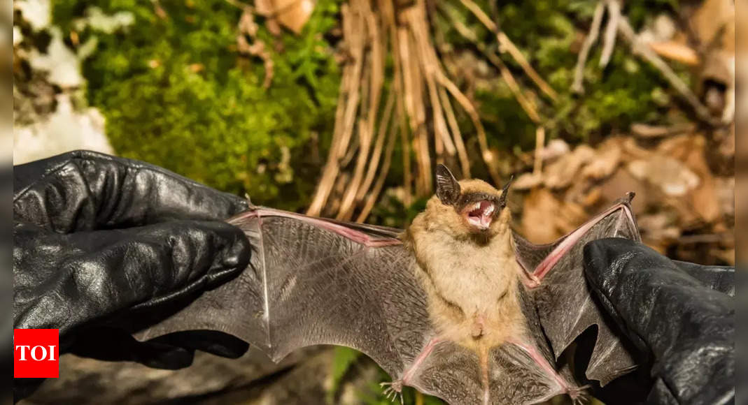 कैलिफ़ोर्निया में फैल रहे घातक चमगादड़ कवक के बारे में सब कुछ, जो व्हाइट-नोज़ सिंड्रोम का कारण बनता है