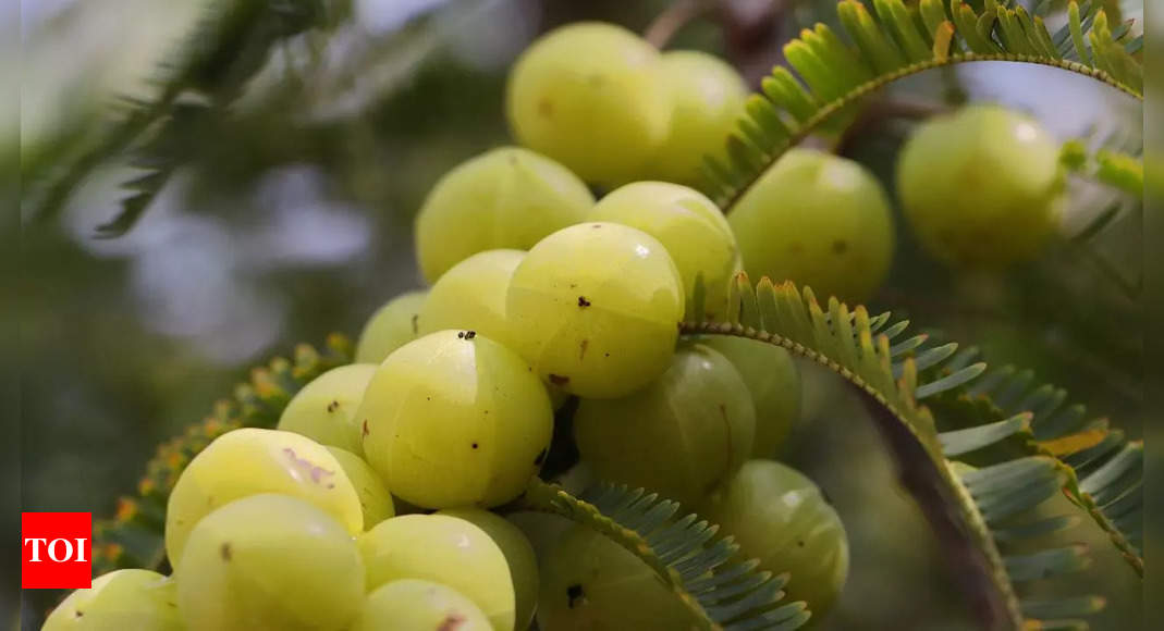 आंवला नवमी: सुपर सुपरफूड आंवला की पूजा के लिए क्यों समर्पित है एक दिन?