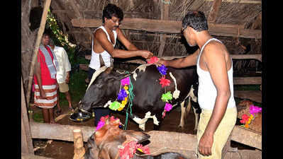 विरासत के अंतिम चरवाहों द्वारा मवेशी पूजा को बरकरार रखा गया