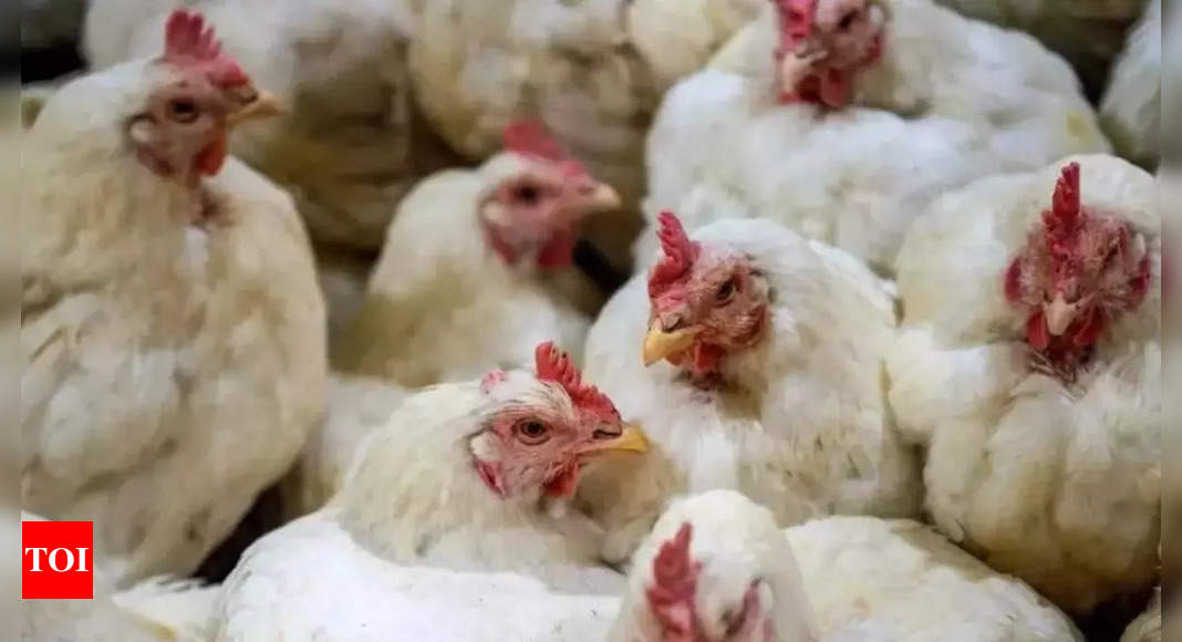 अमेरिका में H5N1 बर्ड फ्लू के पहले गंभीर मामले की पुष्टि; मरीज अस्पताल में भर्ती