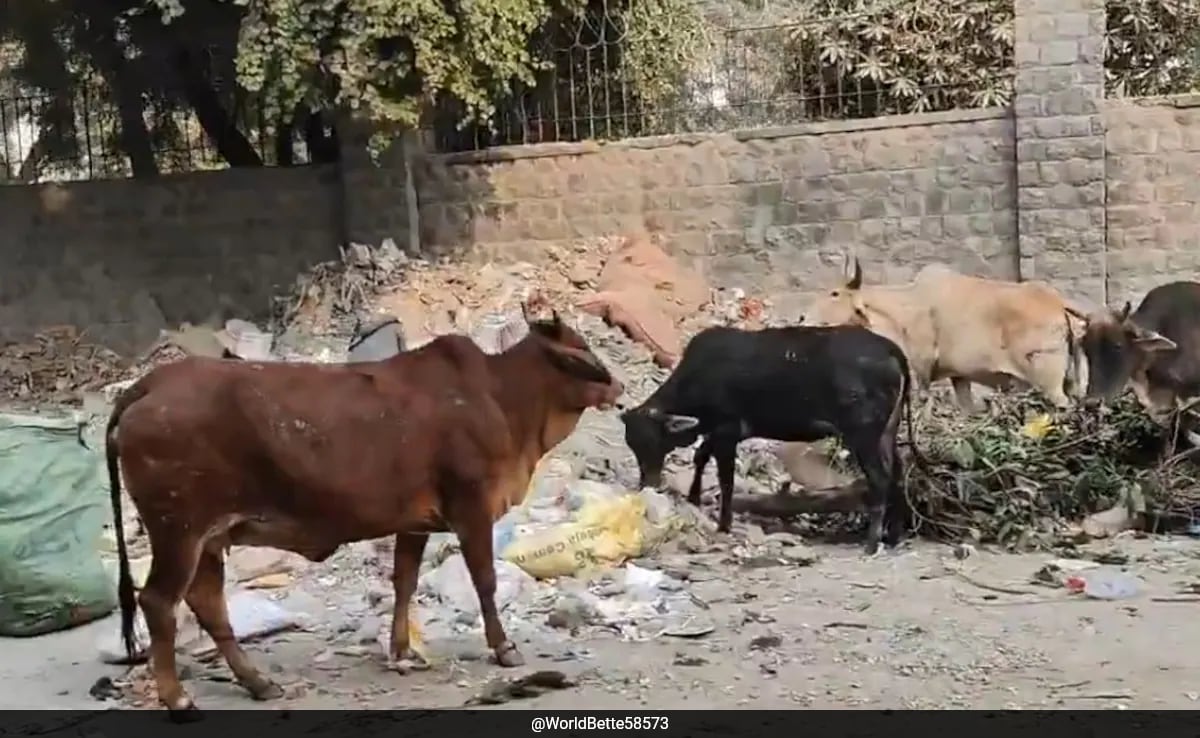 कोई नहीं सुनता, कालकाजी एक्सटेंशन में सड़क पर गाय और कूड़े पर दिल्ली निवासी का वायरल वीडियो