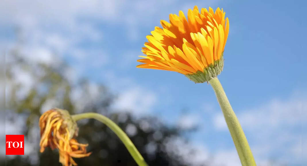 मृत्यु कविता को जीवन की सिम्फनी में जोड़ती है