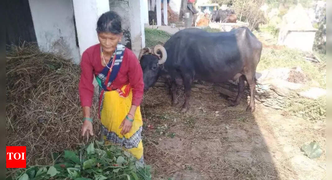 उत्तराखंड महिला, जिन्होंने बफ़ेलो की देखभाल के लिए एस्टोनिया अभिनय पुरस्कार में भाग लेने से इनकार कर दिया, अब न्यूयॉर्क महोत्सव में नामांकित | देहरादुन न्यूज