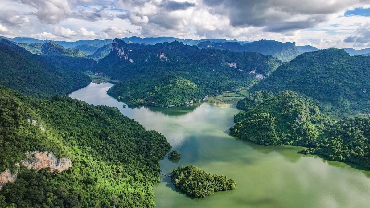 पनामा में उष्णकटिबंधीय पेड़ चौंकाने वाली रक्षा विकसित करता है, बिजली के बोल्ट के साथ प्रतिद्वंद्वियों को हमला करता है